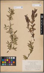 Foto von Salix foetida Schleich. ex DC. x Salix purpurea L.